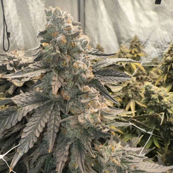 Johnny 4 Scoops Seed > Elev8 Seeds | Feminized Cannabis   |  Hybrid